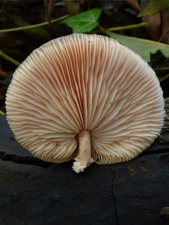 On elm in Laindon, UK.